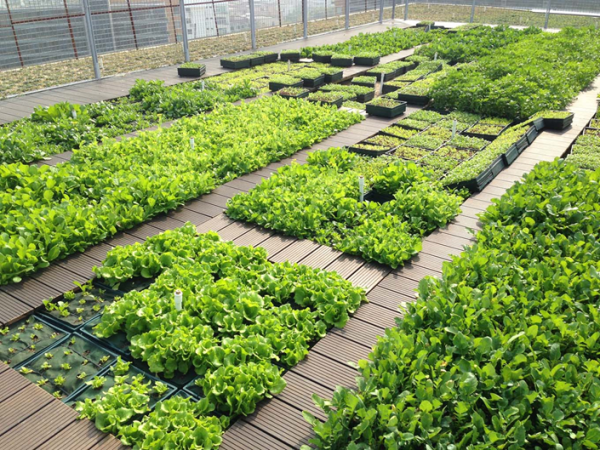 Roofgarden 600x450